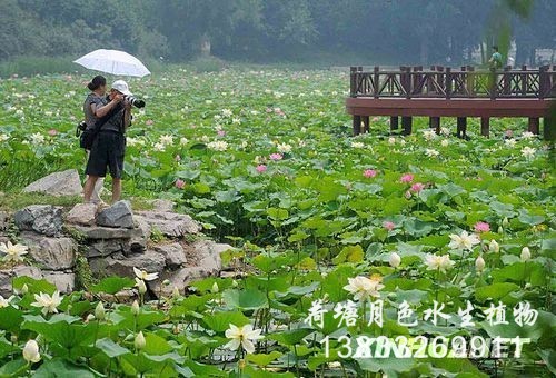 北京植物园工程