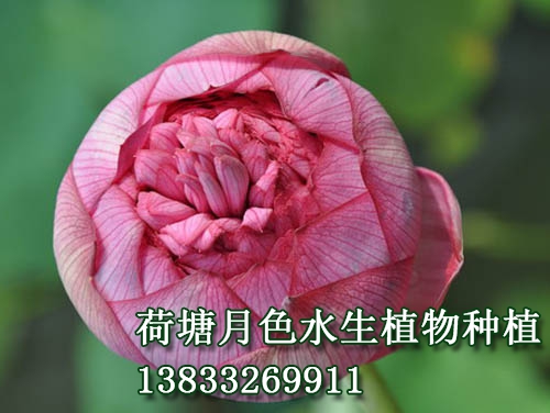 　　花蕾长桃型，玫瑰红色。花粉红色，花径20--23			

cm，着花较密。花边开边落，单朵花期达十天以上。			

　　千瓣型。雌蕊全部瓣化。该品种为传统品种，常			

出现双花心、三花心、四花心等花态。			
