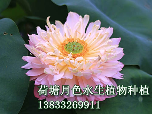 粉领
水生植物种植,荷花种植,好色视频污版,荷花种子,好色先生TV网站苗,好色先生APP视频下载苗,荷花种藕，白洋淀好色视频污版，野生好色视频污版，古代莲