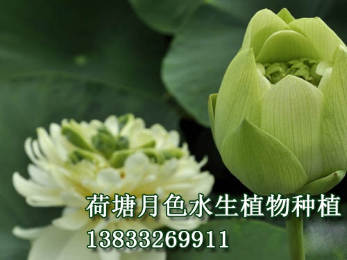 绿宝石
水生植物种植,荷花种植,好色视频污版,荷花种子,好色先生TV网站苗,好色先生APP视频下载苗,荷花种藕，白洋淀好色视频污版，野生好色视频污版，古代莲